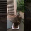 シャム猫が隠れています。さて、どこ？