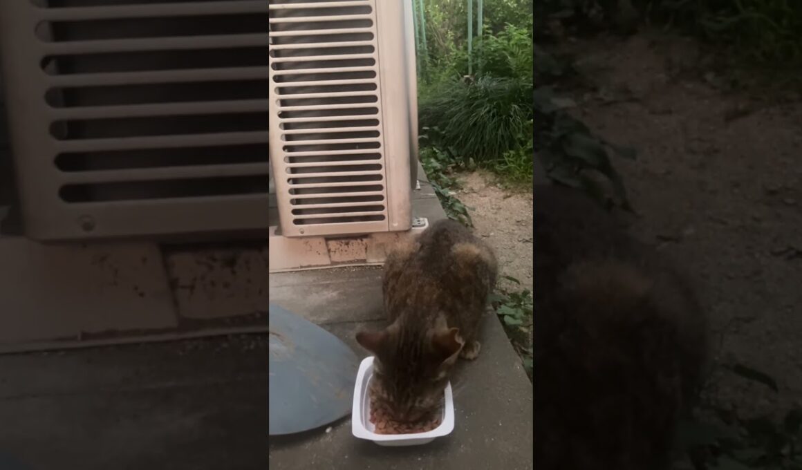 シャム猫が隠れています。さて、どこ？