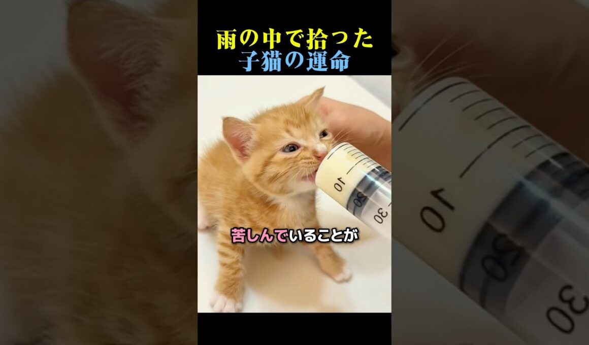 雨の中で拾った子猫の運命🐈 #猫 #動物 #感動する話 #cat #animals