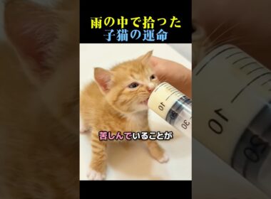 雨の中で拾った子猫の運命🐈 #猫 #動物 #感動する話 #cat #animals