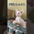 #デボンレックス #cat #devonrex #子猫 #こねこ #kitten #shorts #でぼんれっくす #デボン #youtubeshorts #catshorts #愛知県 #ブリーダー