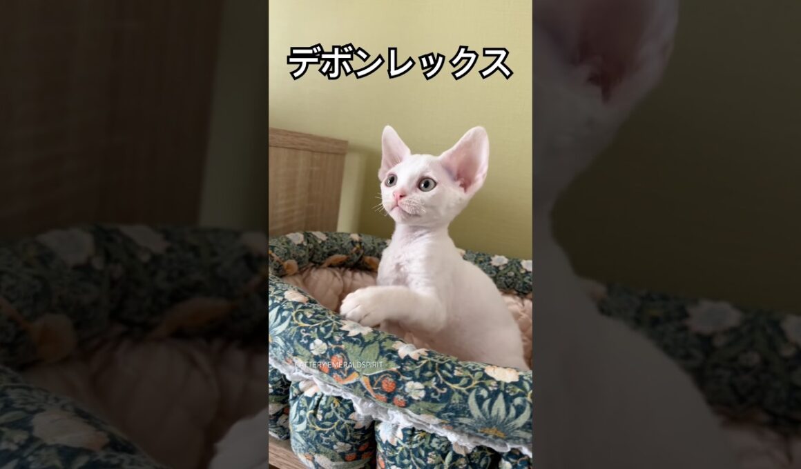 #デボンレックス #cat #devonrex #子猫 #こねこ #kitten #shorts #でぼんれっくす #デボン #youtubeshorts #catshorts #愛知県 #ブリーダー