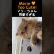 チンチラゴールデンって、こんな可愛いの？🥺🧡#ペルシャ猫 #チンチラゴールデン #マリーちゃん #猫 #猫動画 #猫ショート #可愛い猫 #長毛猫