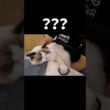 どういう状況🐱❓️#shorts #猫 #子猫 #ラグドール #甘えん坊猫 #猫のいる暮らし
