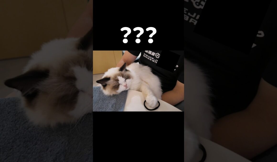どういう状況🐱❓️#shorts #猫 #子猫 #ラグドール #甘えん坊猫 #猫のいる暮らし