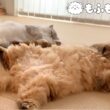 猫が落ちる季節ですね 【サイベリアン】