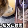子猫のお部屋で柴犬と初対面。まずはケージ越しから