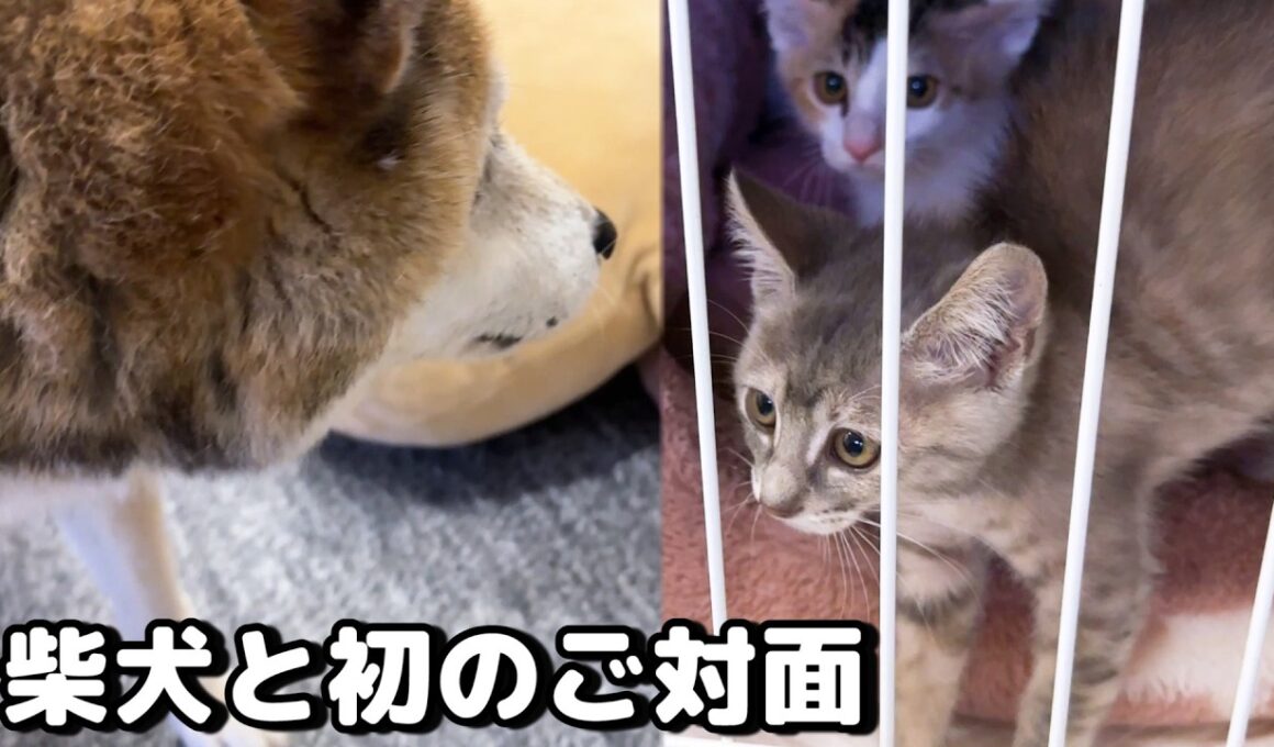 子猫のお部屋で柴犬と初対面。まずはケージ越しから