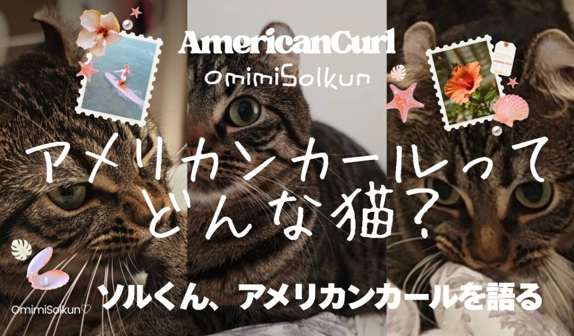 【アメリカンカール】ソルくん、アメリカンカールを語る