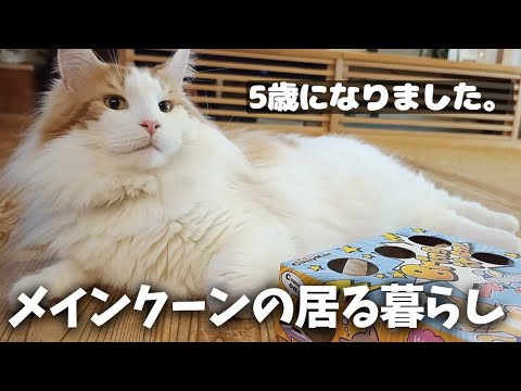 メインクーン5歳、すくすく育っています😺