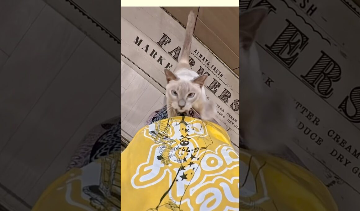 お昼寝から起きた猫が真っ先にしたこと…🥹🐾【甘えん坊猫】