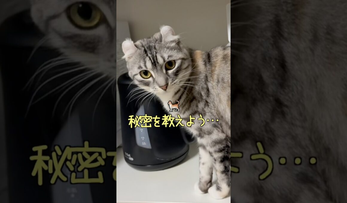 俺はモデルの猫なのだ😼【ずんだもん猫】