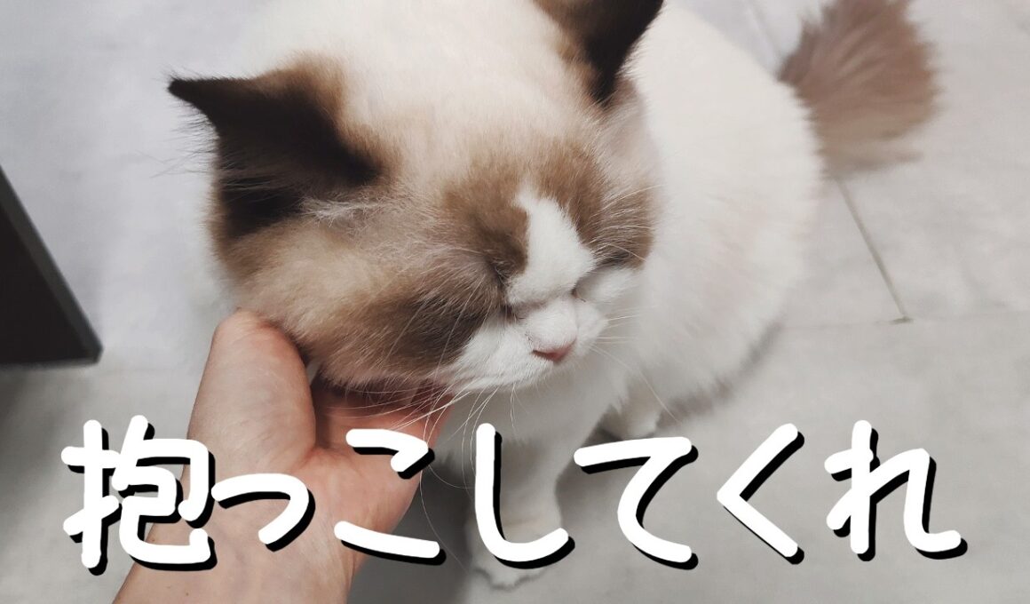【超甘えん坊】ラグドール子猫と暮らすとこうなります②🐑✨️