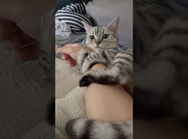 可愛すぎるマンチカンの子猫を迎えた結果...!! #cat #猫