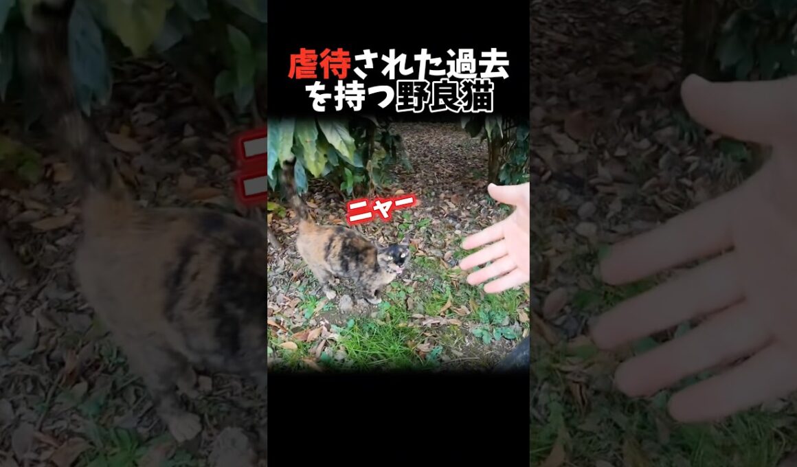 虐待された過去を持つ野良猫