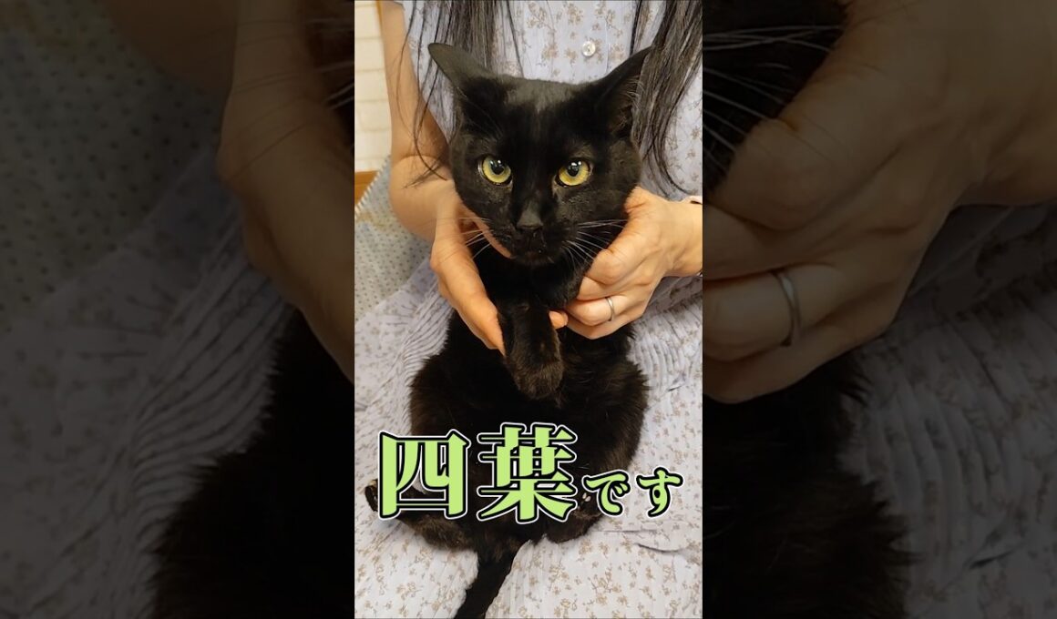 おちょこ口な四葉、ついに本性を見せた #猫嫁 #黒猫