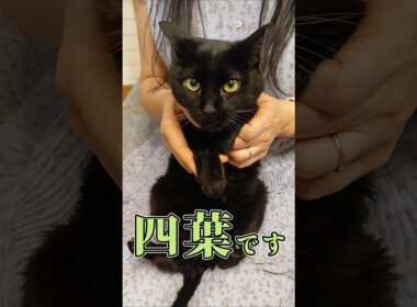 おちょこ口な四葉、ついに本性を見せた #猫嫁 #黒猫