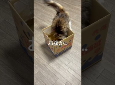 【メインクーン】うちの猫、ダイエット必要かな？🐾
