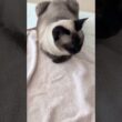 タオルシャム猫🐱 - Cats on a blanket - #shorts #cat