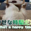 バーマン猫ラフ【幸せな時間だね】What a happy time（バーマン猫）Birman/Cat