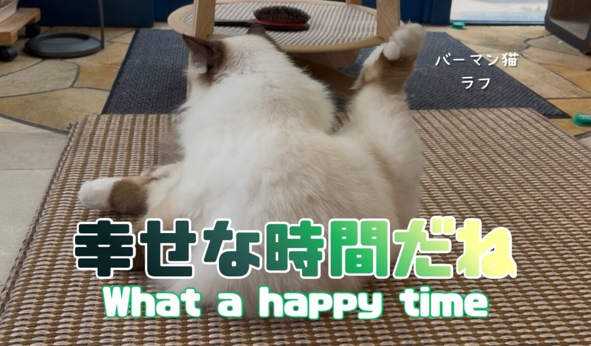 バーマン猫ラフ【幸せな時間だね】What a happy time（バーマン猫）Birman/Cat