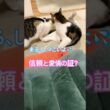 信頼と愛情のグルーミング #メインクーンミックス #猫のいる暮らし