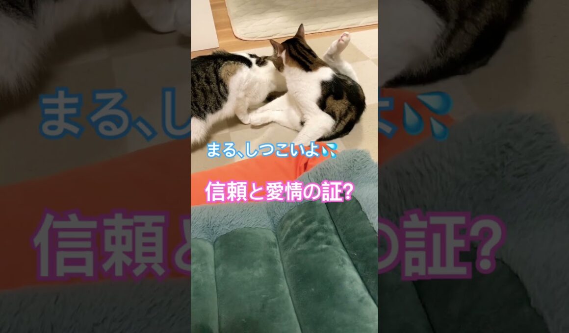 信頼と愛情のグルーミング #メインクーンミックス #猫のいる暮らし