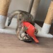 鯛と子猫の一騎打ち