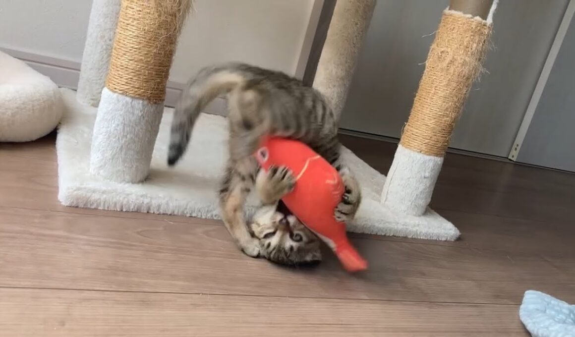 鯛と子猫の一騎打ち
