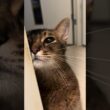 トイレについてくる甘えん坊ねこちゃん　#cat #ねこ #アビシニアン