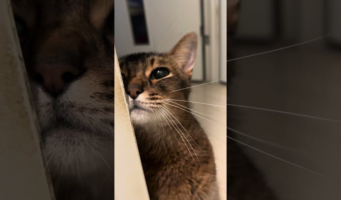 トイレについてくる甘えん坊ねこちゃん　#cat #ねこ #アビシニアン