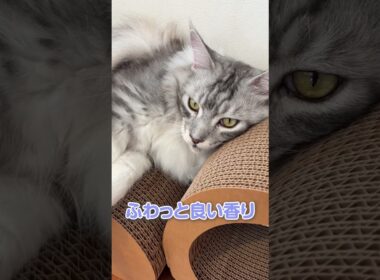 ワンモードの超強化段ボール爪とぎ#shorts＃PR