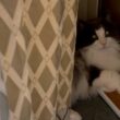 【日常♪】早朝から元気なもふ猫たちの日常💕ノルウェージャンフォレストキャットとターキッシュアンゴラ