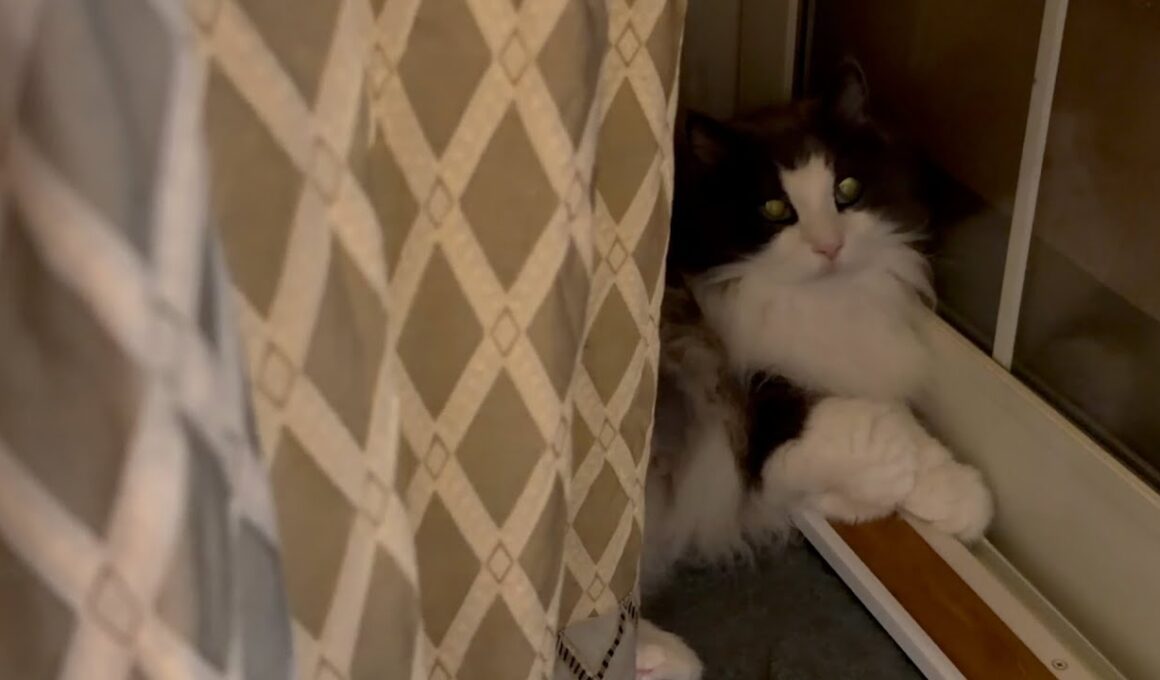 【日常♪】早朝から元気なもふ猫たちの日常💕ノルウェージャンフォレストキャットとターキッシュアンゴラ