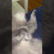 キター #ねこ動画 #アメリカンカール