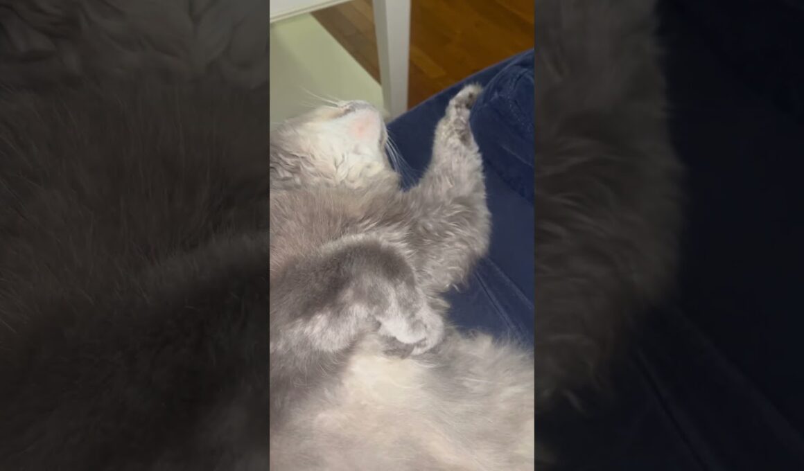 キター #ねこ動画 #アメリカンカール