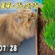 期待し過ぎるペルシャ猫のひとみ。そんなすぐには草は固くならないよ。　Persian cat Hitomi's days　2026/07/27
