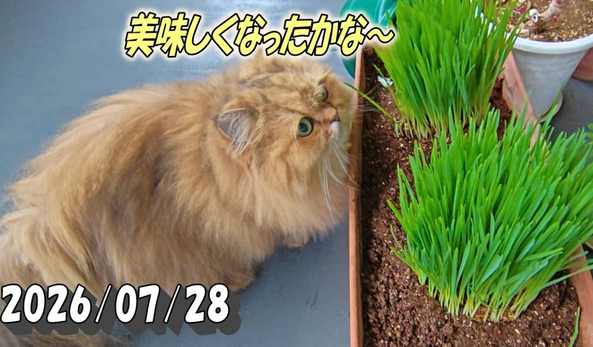 期待し過ぎるペルシャ猫のひとみ。そんなすぐには草は固くならないよ。　Persian cat Hitomi's days　2026/07/27