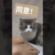 パフちゃんに強く同意な母。 #ノルウェージャンフォレストキャット #ミヌエット