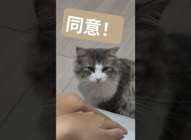 パフちゃんに強く同意な母。 #ノルウェージャンフォレストキャット #ミヌエット