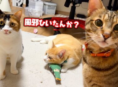ベルちゃんと一緒に風邪を引きました。