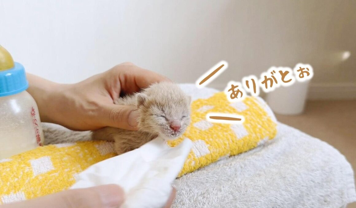 まだ目も開いてない子猫が懸命にミルクを飲む姿が尊い。口まわりの集中力は誰にも負けない！【保護猫生活5日目】