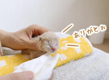 まだ目も開いてない子猫が懸命にミルクを飲む姿が尊い。口まわりの集中力は誰にも負けない！【保護猫生活5日目】