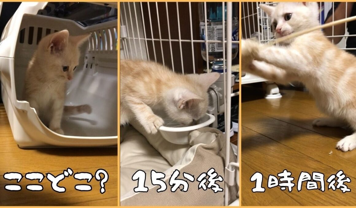 お迎え初日の子猫が可愛すぎた件www【アメショーの子猫チャイ君】