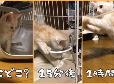 お迎え初日の子猫が可愛すぎた件www【アメショーの子猫チャイ君】
