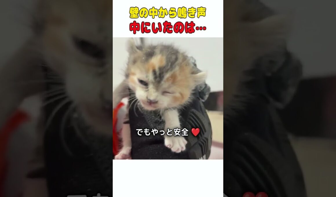 壁の中から聞こえてきた小さな鳴き声 🐱❤️  #子猫保護 #動物レスキュー #感動