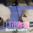 バーマン猫ガブとラフ【静かな夜】Quiet night（バーマン猫）Birman/Cat