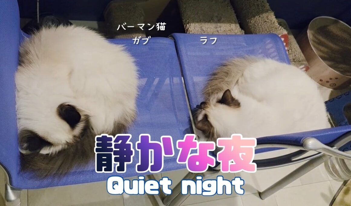 バーマン猫ガブとラフ【静かな夜】Quiet night（バーマン猫）Birman/Cat