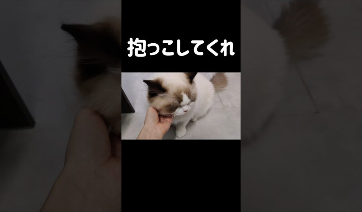 👇️本編こちら！ #shorts #猫 #子猫 #ラグドール #甘えん坊猫 #猫のいる暮らし