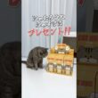 猫のだっこぬいぐるみキーホルダーが可愛すぎた🤣 #PR #CATHUG #猫のぬいぐるみ #猫 #猫動画